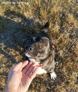 oddam za darmo pieska