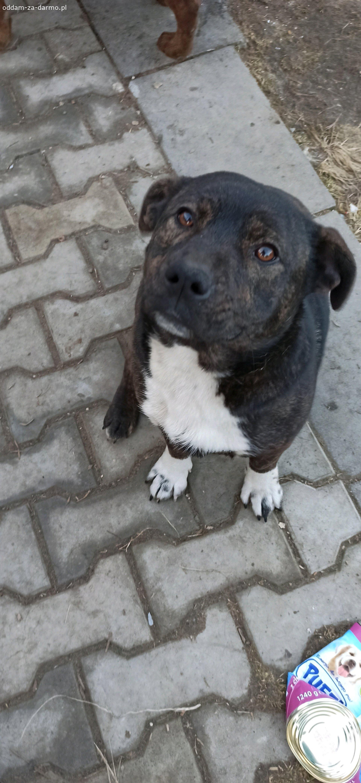 oddam za darmo pieska