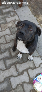 oddam za darmo pieska